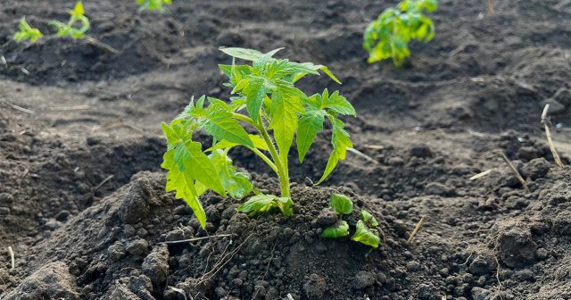 Аминокислоты для рассады применяют регулярно: при замачивании семян, в фазе 2–3 листьев и за 7–10 дней до высадки. В домашних условиях — каждые 10–15 дней. Лучше всего работают в составе комплексных удобрений.