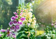 6 необычных наперстянок в моём саду, от которых я в восторге