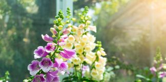 6 необычных наперстянок в моём саду, от которых я в восторге