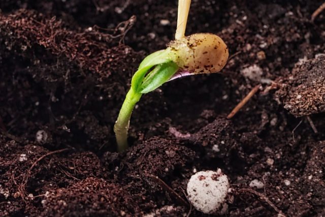 Семенная оболочка, оставшаяся на ростке, блокирует раскрытие семядолей и запуск фотосинтеза. Чаще всего причина — сухой воздух или слишком поверхностный посев, из-за чего сеянец не может освободиться сам.