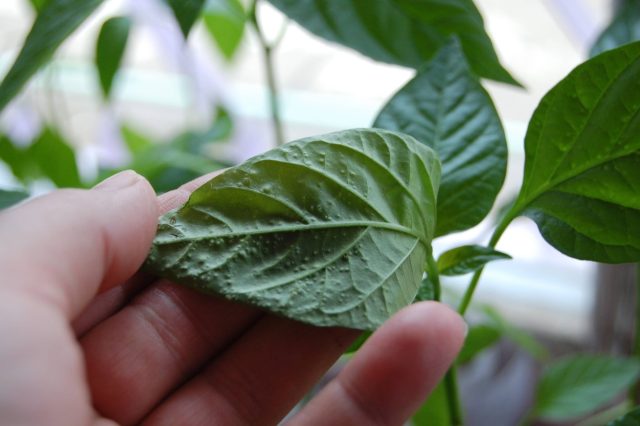 Белесые бугорки на листьях появляются, когда корни поглощают воды больше, чем растение способно испарить. Это физиологическая реакция на застой влаги и плохую циркуляцию воздуха, а не болезнь.