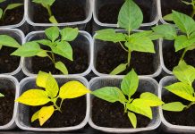 7 частых проблем рассады перцев и как их предотвратить