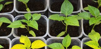 7 частых проблем рассады перцев и как их предотвратить