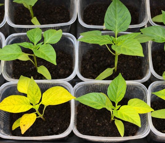 7 частых проблем рассады перцев и как их предотвратить - Овощи 7 частых проблем рассады перцев и как их предотвратить