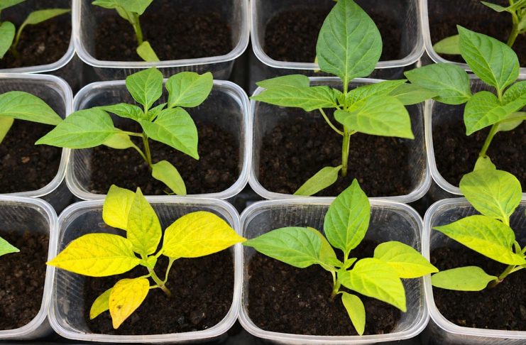 7 частых проблем рассады перцев и как их предотвратить