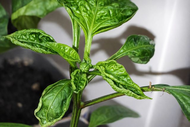 Скручивание листьев — защитная реакция перца на стресс. Чаще всего её вызывают переувлажнённый плотный грунт, сухой воздух квартиры или резкие перепады температуры и влажности.