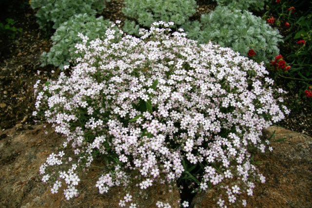 Гипсофила создаёт лёгкие воздушные облака мелких цветков и не требует сложного ухода. Она хорошо растёт на бедных почвах, устойчива к засухе и подходит тем, кто только начинает выращивать цветы. Гипсофила создаёт лёгкие воздушные облака мелких цветков и не требует сложного ухода. Она хорошо растёт на бедных почвах, устойчива к засухе и подходит тем, кто только начинает выращивать цветы.