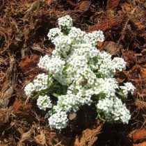 «Снежный ковёр» (Lobularia maritima 'Snow Carpet') «Снежный ковёр» (Lobularia maritima 'Snow Carpet')