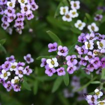 «Роял Карпет» (Lobularia maritima 'Royal Carpet') «Роял Карпет» (Lobularia maritima 'Royal Carpet')