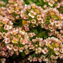 «Истер Боннет» (Lobularia maritima 'Easter Bonnet') «Истер Боннет» (Lobularia maritima 'Easter Bonnet')