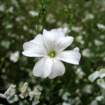«Ковент Гарден» (Gypsophila elegans 'Covent Garden') «Ковент Гарден» (Gypsophila elegans 'Covent Garden')