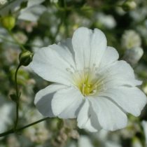 «Элеганс» (Gypsophila elegans 'Elegans') «Элеганс» (Gypsophila elegans 'Elegans')