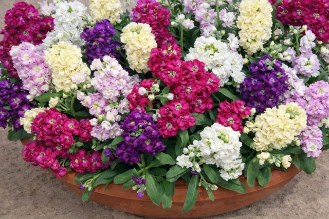 «Синдерелла» (Matthiola incana ‘Cinderella’) — компактная карликовая серия высотой до 25 см. Идеальна для контейнеров и бордюров: аккуратные кустики быстро зацветают и долго держат пышную волну ароматных цветков. «Синдерелла» (Matthiola incana ‘Cinderella’) — компактная карликовая серия высотой до 25 см. Идеальна для контейнеров и бордюров: аккуратные кустики быстро зацветают и долго держат пышную волну ароматных цветков.