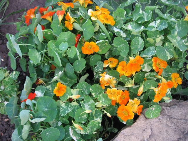 «Аляска» (Tropaeolum majus ‘Alaska’) — декоративная серия настурции с эффектными бело-зелёными листьями. Яркие жёлтые, оранжевые и красные цветки появляются позже, но растение привлекательно уже с первых недель роста. Высота до 30 см «Аляска» (Tropaeolum majus ‘Alaska’) — декоративная серия настурции с эффектными бело-зелёными листьями. Яркие жёлтые, оранжевые и красные цветки появляются позже, но растение привлекательно уже с первых недель роста. Высота до 30 см