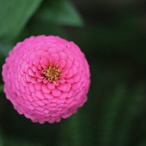 «Лилипут» (Zinnia elegans 'Lilliput') «Лилипут» (Zinnia elegans 'Lilliput')