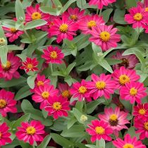 «Профьюжн» (Zinnia × hybrida 'Profusion') «Профьюжн» (Zinnia × hybrida 'Profusion')