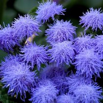 «Блю Минк» (Ageratum houstonianum 'Blue Mink') «Блю Минк» (Ageratum houstonianum 'Blue Mink')