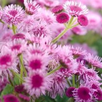 «Файр Пинк» (Ageratum houstonianum 'Fire Pink') «Файр Пинк» (Ageratum houstonianum 'Fire Pink')