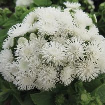 «Саммер Сноу» (Ageratum houstonianum 'Summer Snow') «Саммер Сноу» (Ageratum houstonianum 'Summer Snow')
