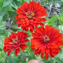 «Бенариз Джайнтс» (Zinnia elegans 'Benary's Giants') «Бенариз Джайнтс» (Zinnia elegans 'Benary's Giants')