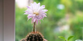 7 культовых кактусов из нашего детства, которые были в каждом доме