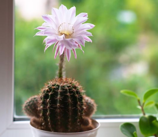 7 культовых кактусов из нашего детства, которые были в каждом доме