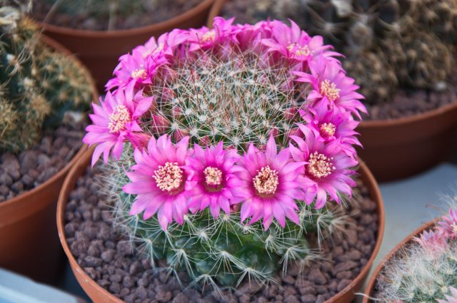 Маммиллярия напоминала пушистый шарик, но со временем превращалась в целую колючую колонию. Она охотно образовывала плотные «кучки» и радовала веночками мелких цветов с яркими ягодами после цветения.