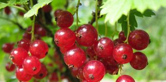 7 лучших сортов красной смородины для средней полосы