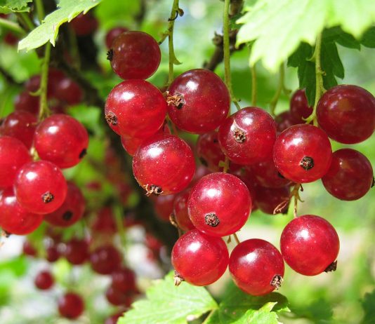 7 лучших сортов красной смородины для средней полосы - Сад и огород 7 лучших сортов красной смородины для средней полосы