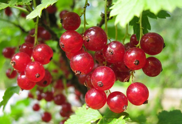 7 лучших сортов красной смородины для средней полосы