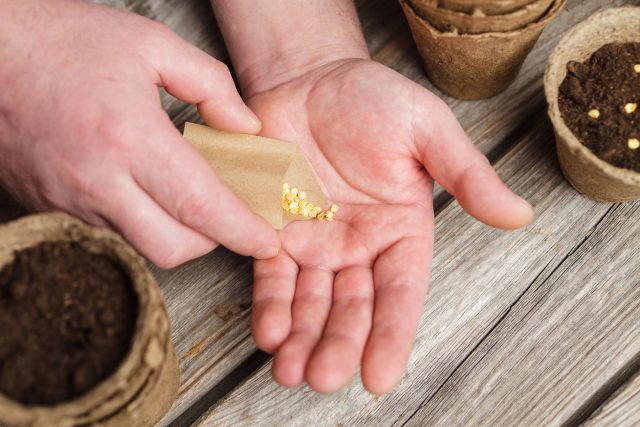 Слишком глубокий или поверхностный посев задерживает всходы и ослабляет рассаду. Оптимальные 1–1,5 см позволяют томатам быстро прорасти и сформировать устойчивую корневую систему.