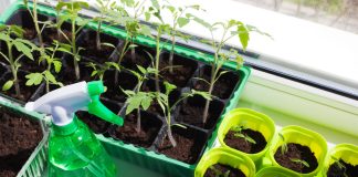 7 ошибок при выращивании рассады томатов и как их избежать