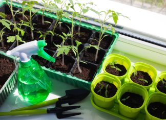 7 ошибок при выращивании рассады томатов и как их избежать
