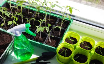 7 ошибок при выращивании рассады томатов и как их избежать