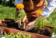 7 цветов, которые прощают ошибки — рассада вырастет у каждого 7 цветов, которые прощают ошибки — рассада вырастет у каждого