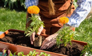 7 цветов, которые прощают ошибки — рассада вырастет у каждого