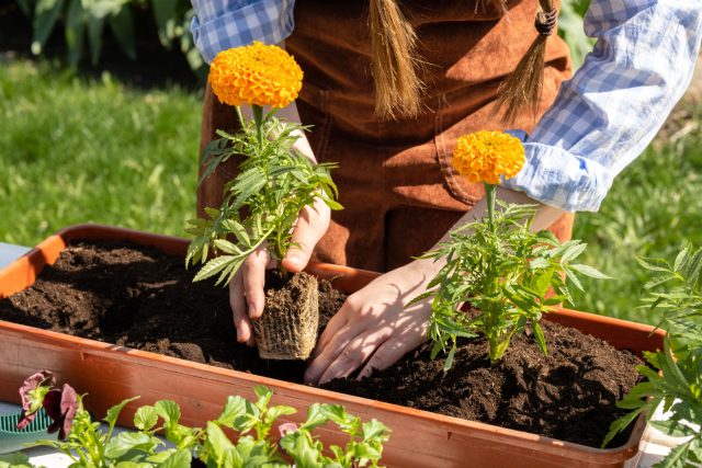 7 цветов, которые прощают ошибки — рассада вырастет у каждого 7 цветов, которые прощают ошибки — рассада вырастет у каждого