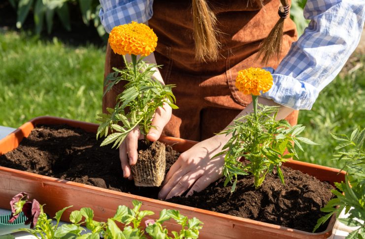 7 цветов, которые прощают ошибки — рассада вырастет у каждого 7 цветов, которые прощают ошибки — рассада вырастет у каждого