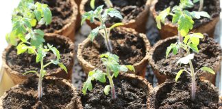 8 ошибок при выращивании рассады: почему сеянцы растут хилыми?