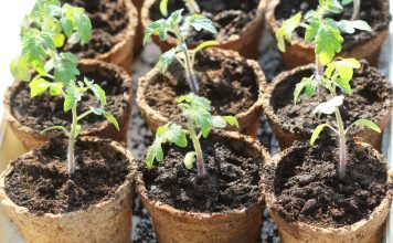 8 ошибок при выращивании рассады: почему сеянцы растут хилыми?