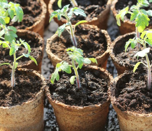 8 ошибок при выращивании рассады: почему сеянцы растут хилыми?