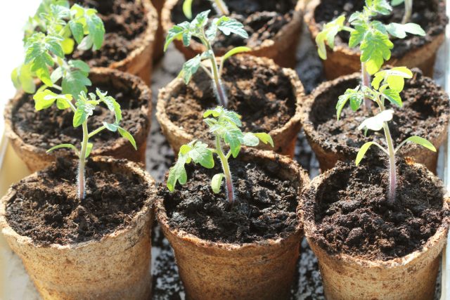 8 ошибок при выращивании рассады: почему сеянцы растут хилыми?
