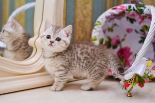 Котёнок манчкина