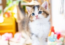 8 самых маленьких и милых пород кошек