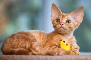 Котёнок девон-рекса