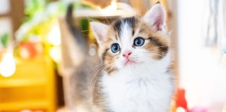 8 самых маленьких и милых пород кошек