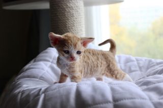 Котёнок девон-рекса