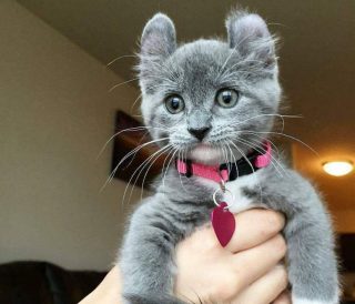 Котёнок кинкалоу