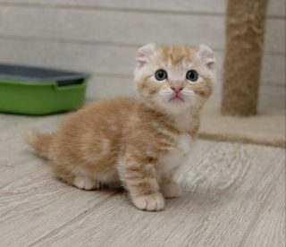 Котёнок кинкалоу