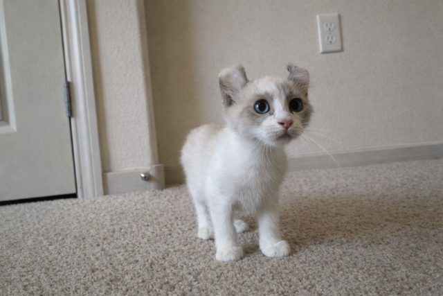 Кинкалоу сочетает короткие лапы манчкина и загнутые уши американского кёрла, оставаясь одной из самых миниатюрных пород. Эти кошки ласковые, спокойные и хорошо подходят для жизни в небольшой квартире.